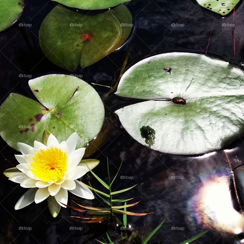 Water Lily in the Canal. there is a canal behind my home which is full of these lillies. I love this ever changing landscape.