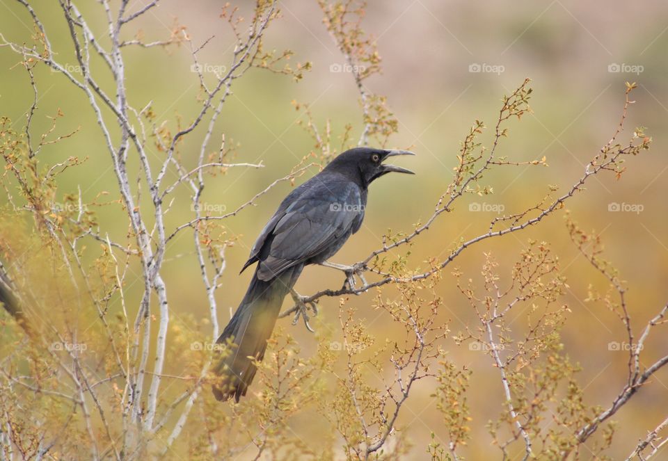 great tailed grackle on the middle of field