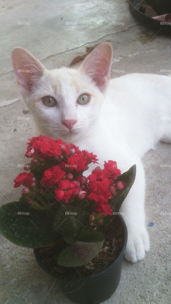 No Person, Cat, Cute, Portrait, Pet