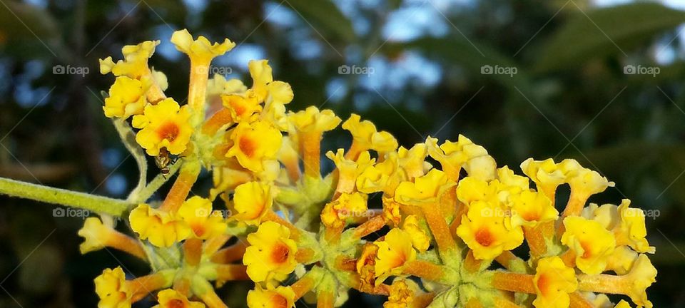 yellow butterfly flower