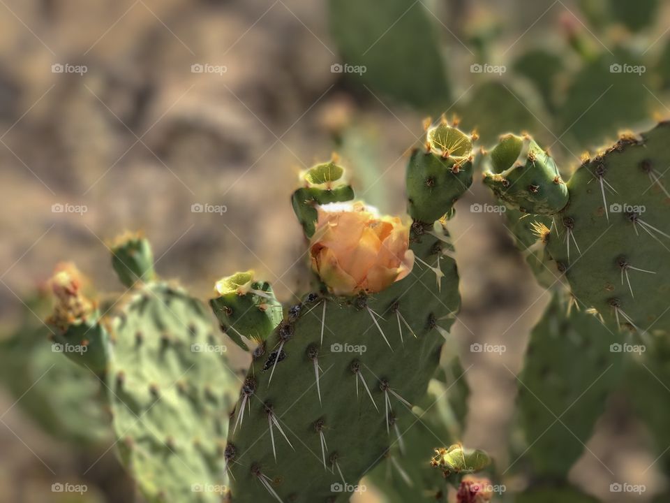 Nature - Floral Desert Landscape 