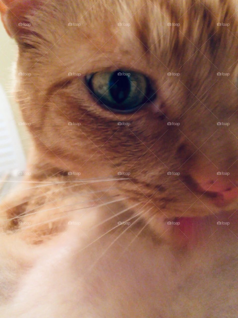 Ginger kitty giving herself a cat bath