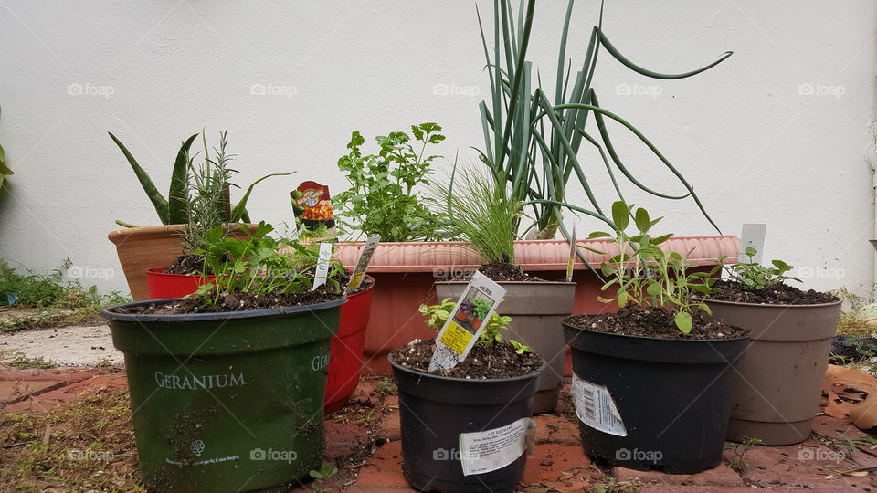 potted garden