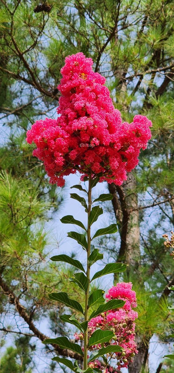 Magenta Flower Cluster 2