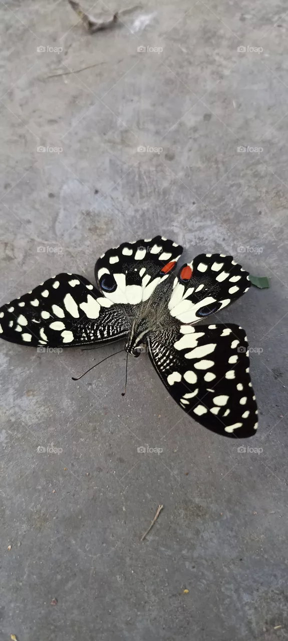 Beautiful Butterfly