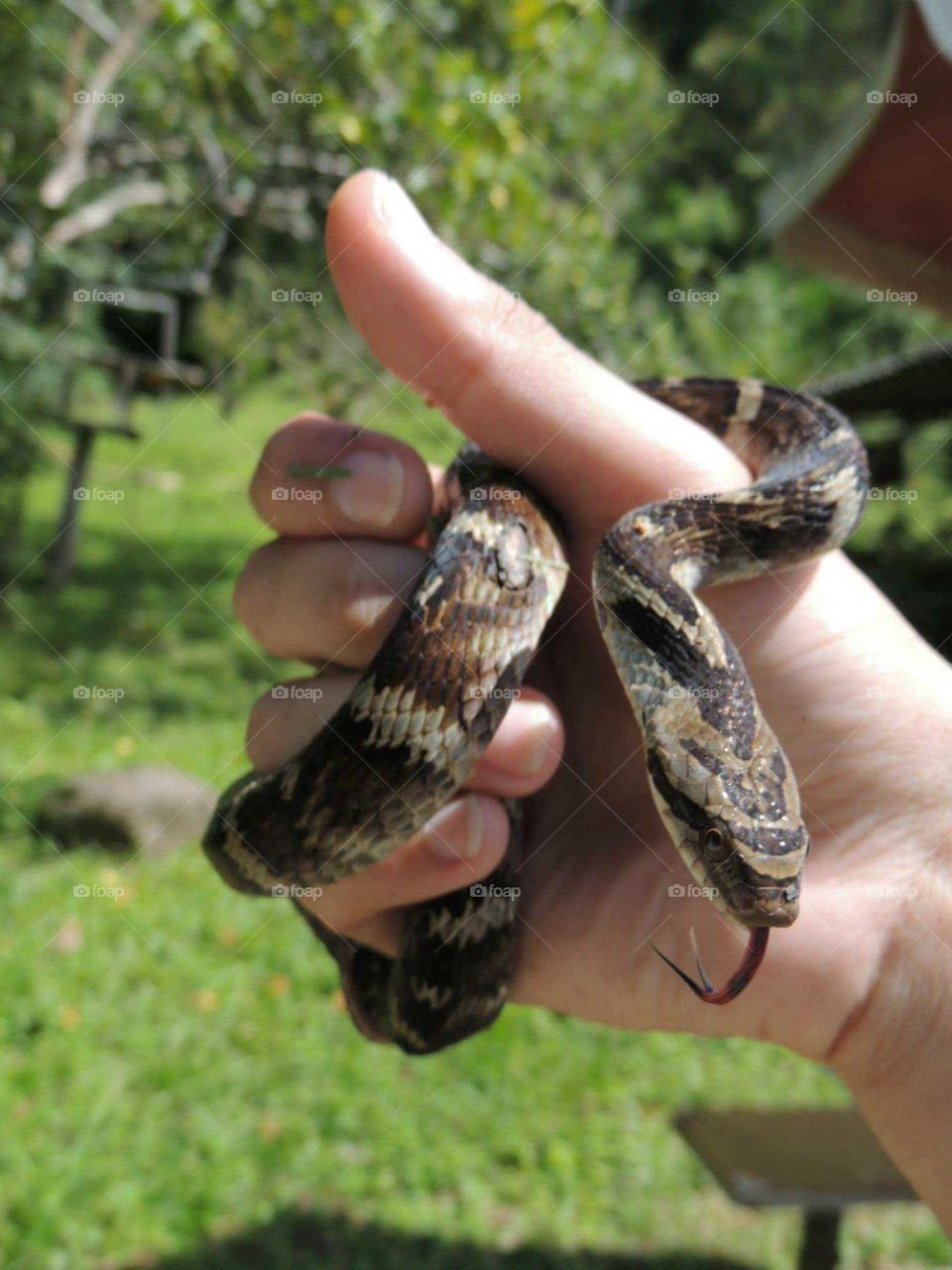 snake summer (sepente no verão)