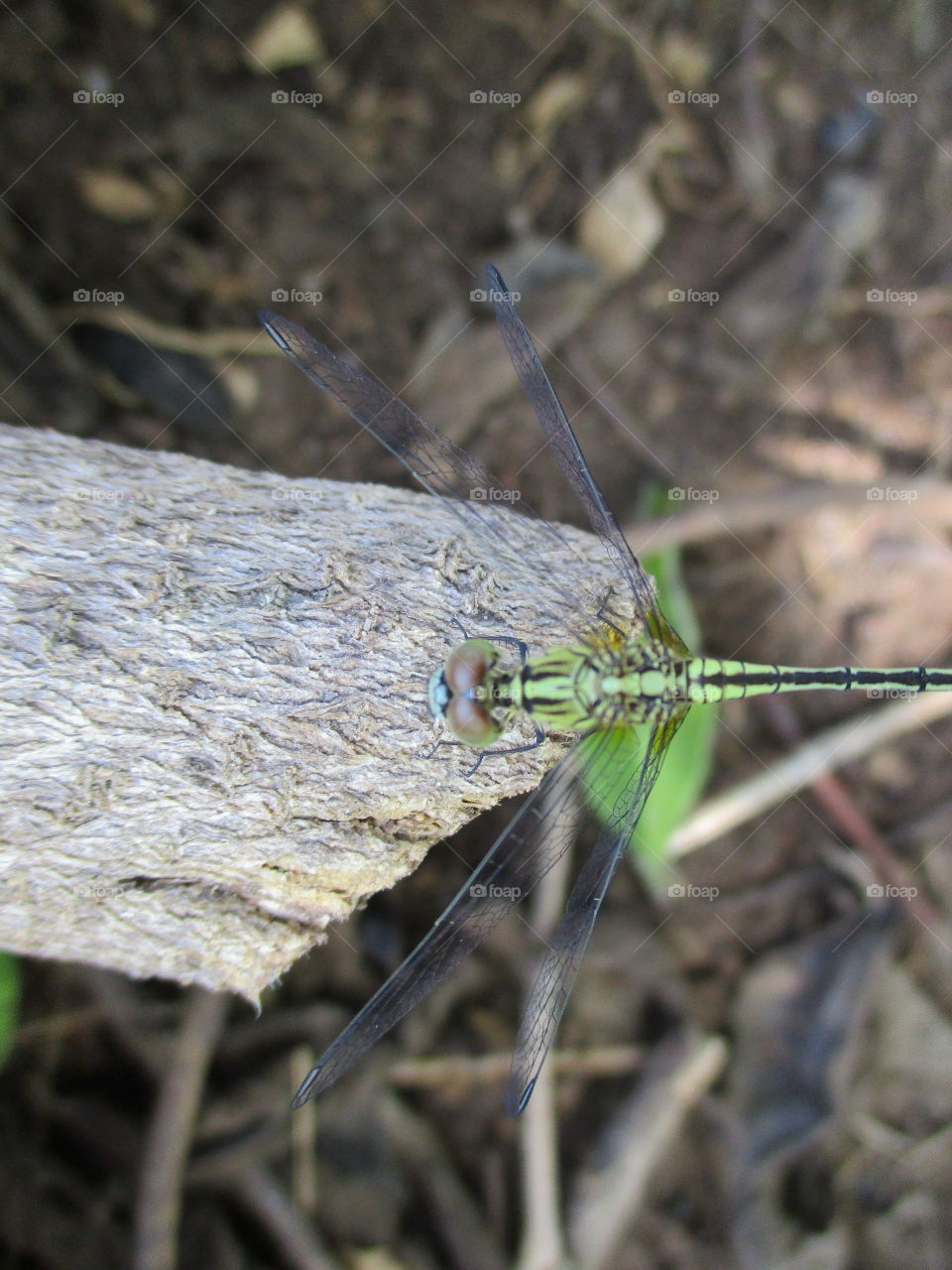 dragonfly