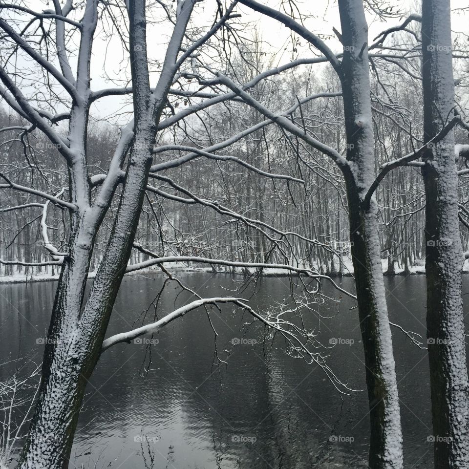 Trees and lake