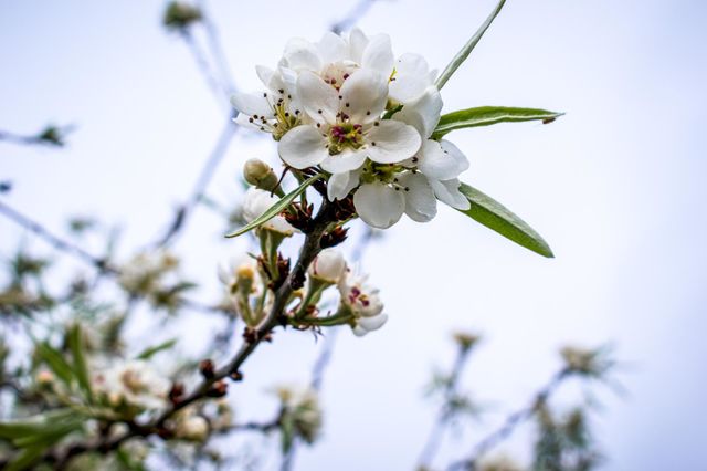 Spring