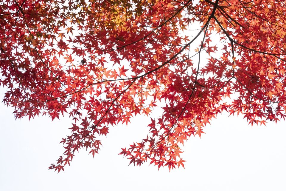 Beautiful autumn with red maple 