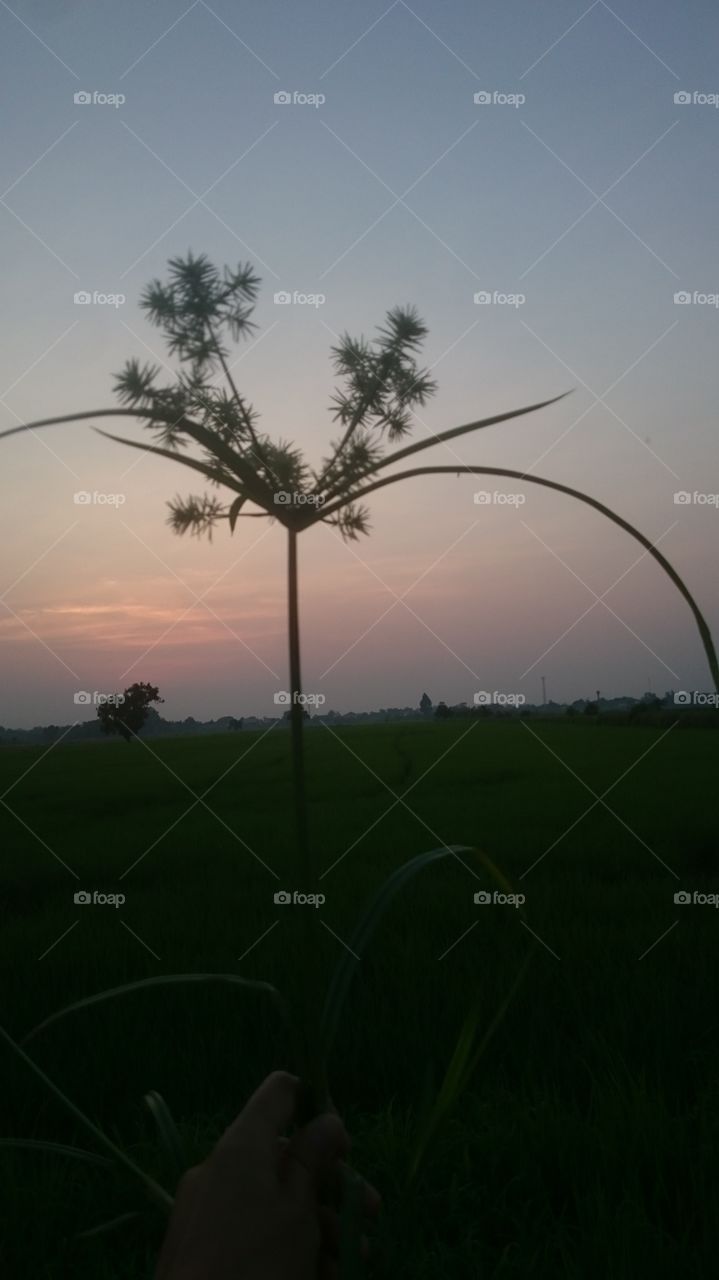 Tree, Landscape, No Person, Dawn, Light