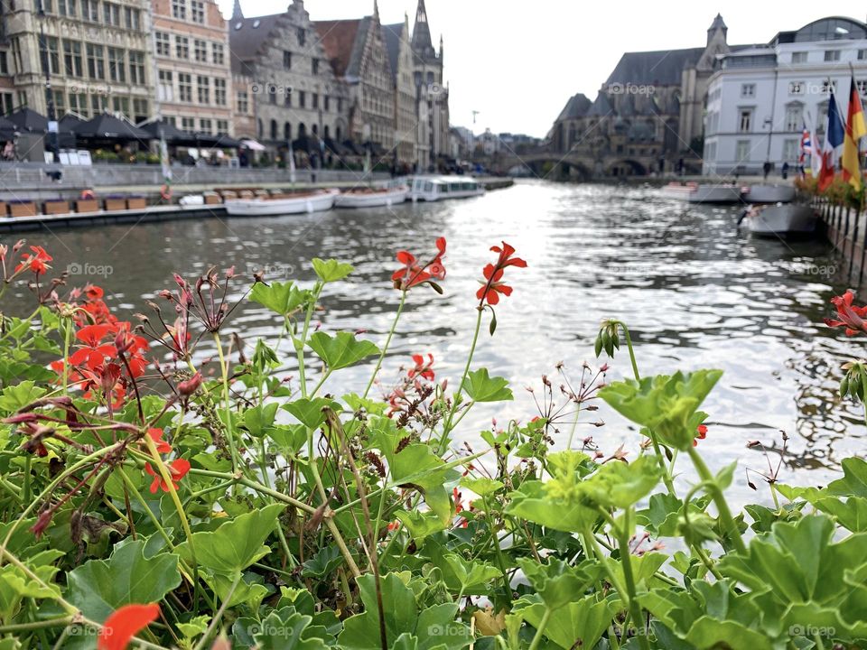 Plants by the river in Ghent, Belgium