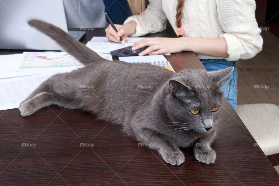 cat on the table