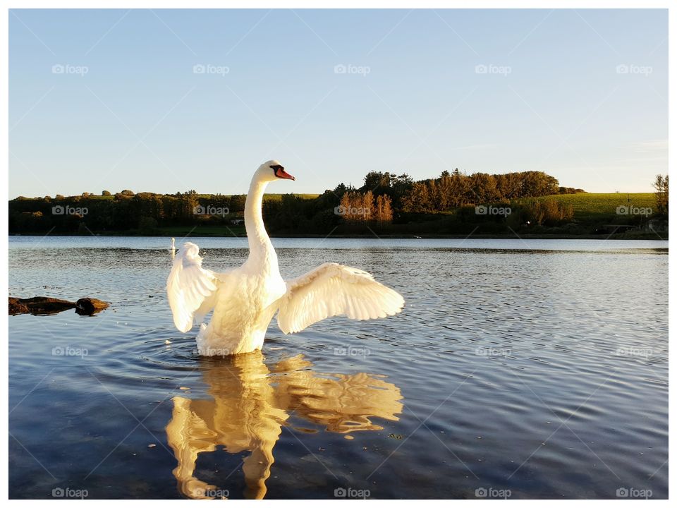 This gorgeous swan showed itself to me in this magical light. It was a moment of complete happiness!