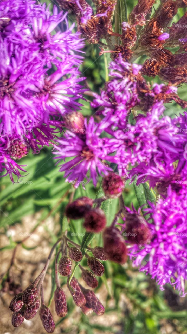 Purple Flowers. Vivid Burst of Color