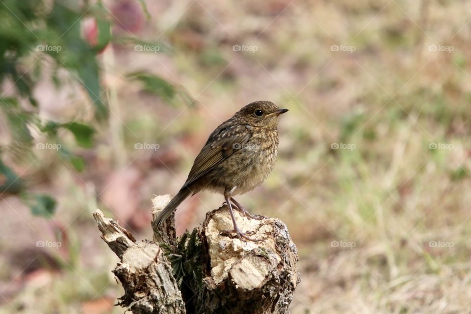 Youngster robin