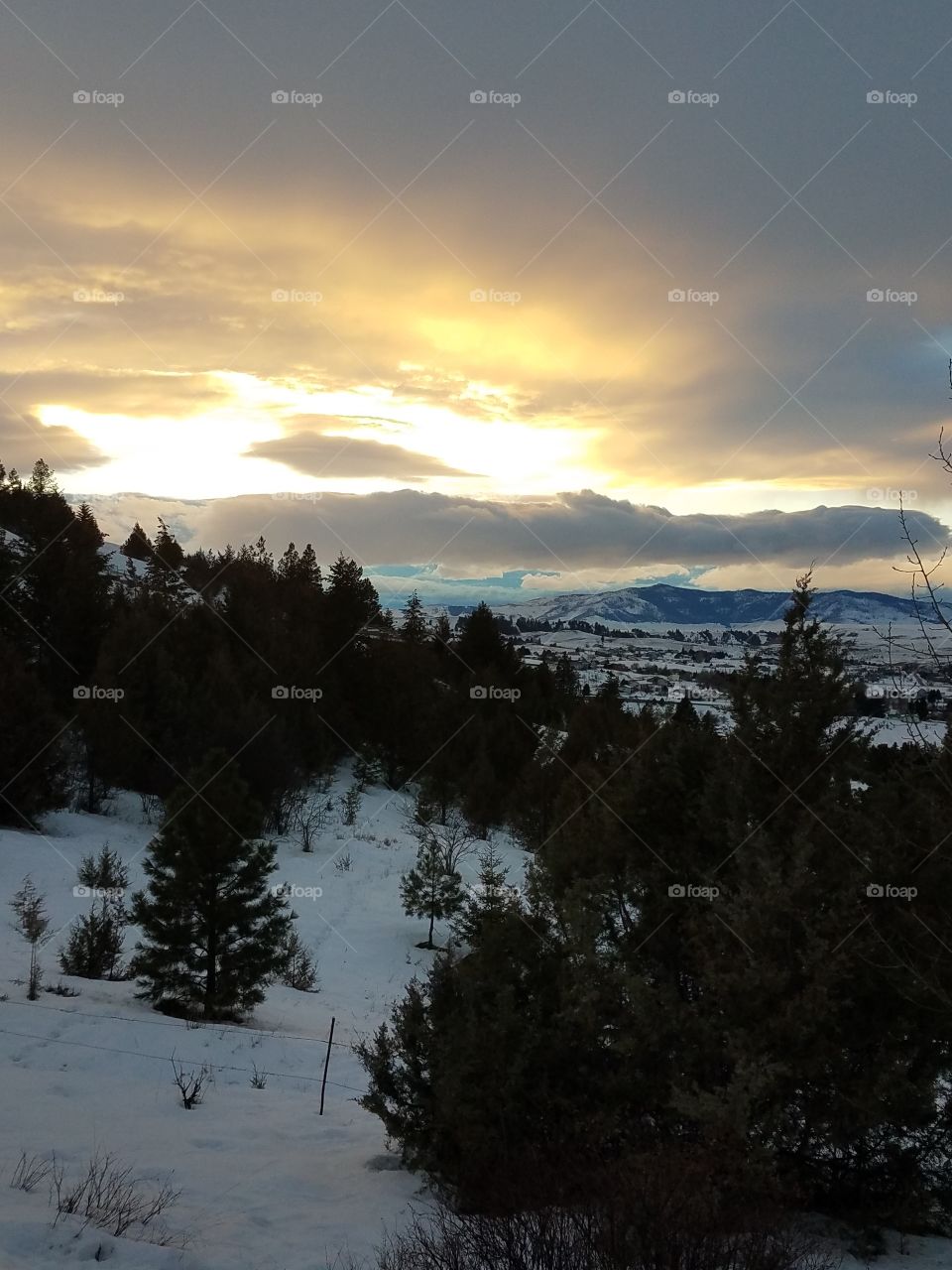 Snow, Winter, Landscape, Dawn, Tree