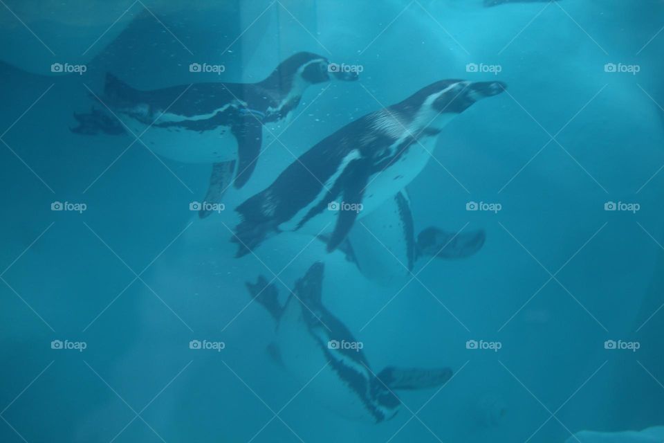 Penguin in the aquarium, under water swimming