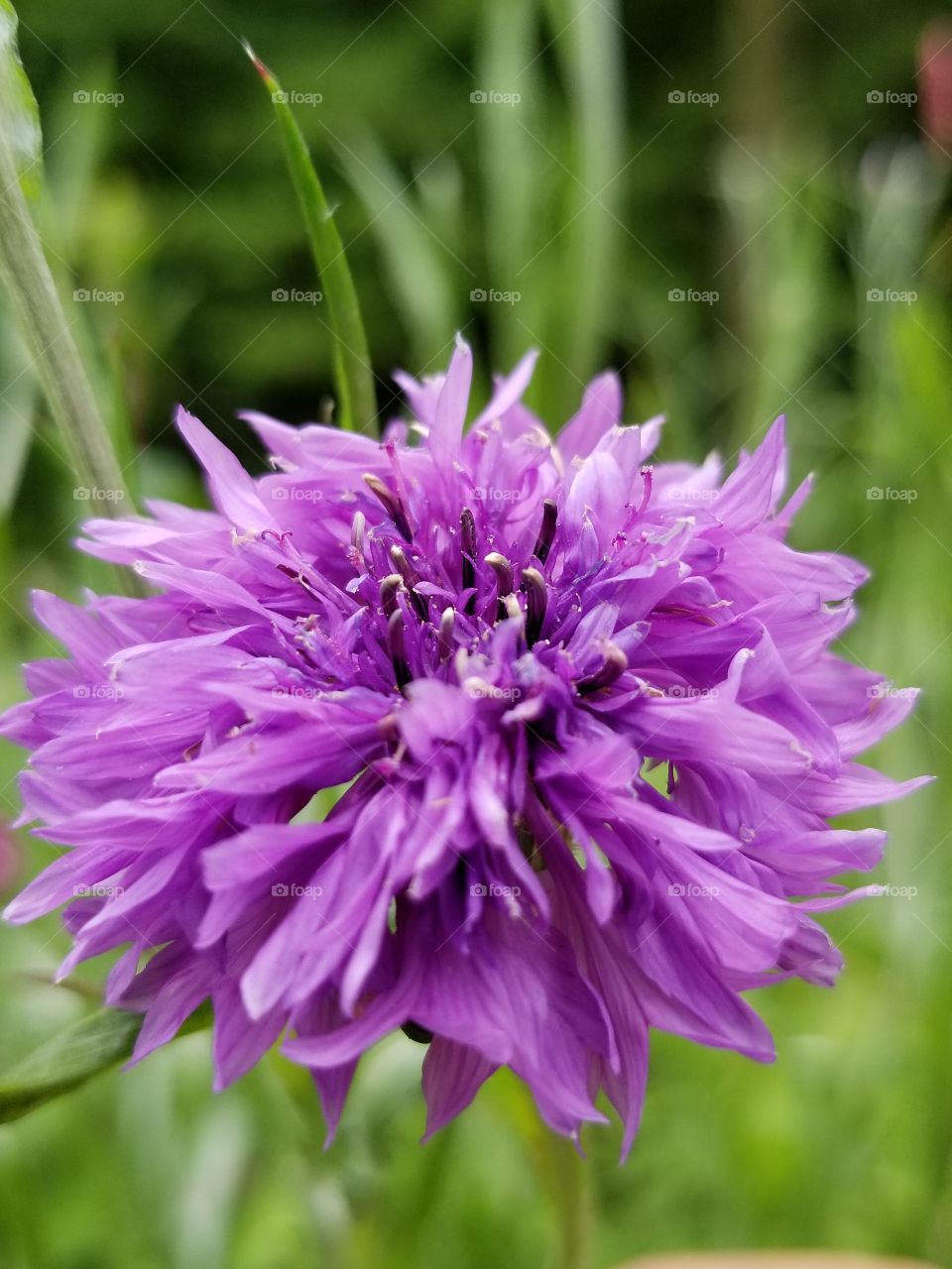 Purple flowers close up