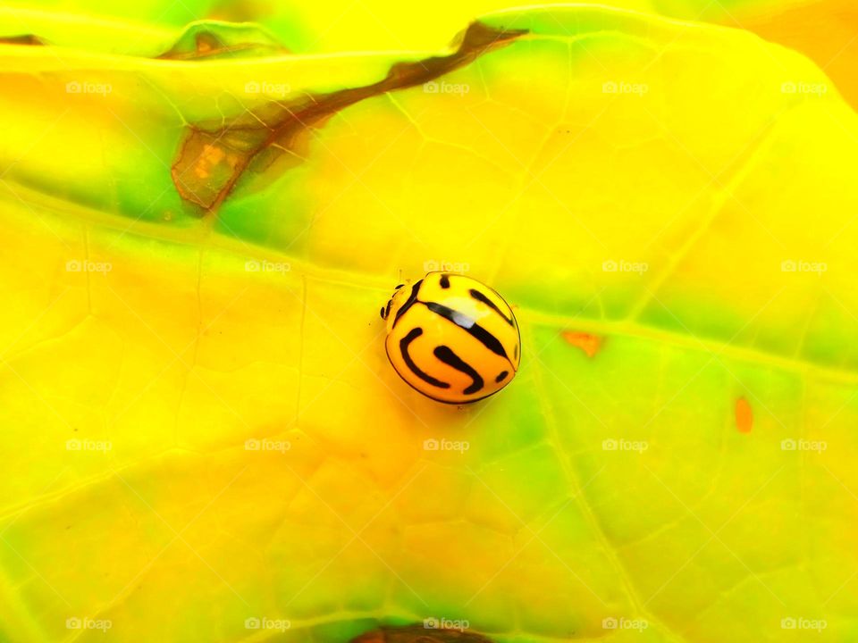 Yellow ladybug