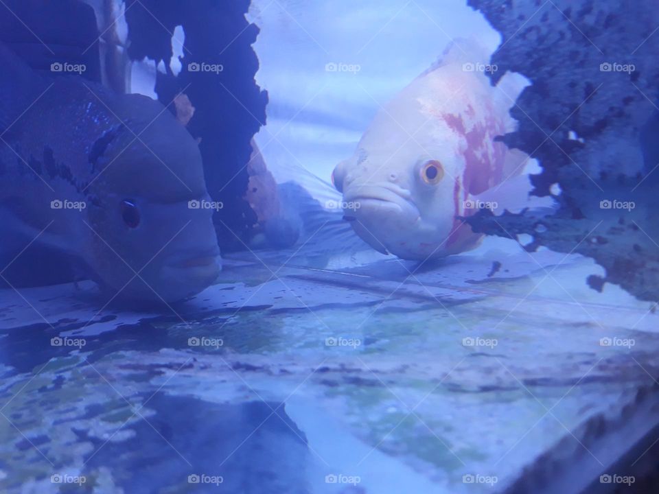 Louhan Fish VS Oscar Fish, these two predatory fish both have a strong mentality to fight if they meet.