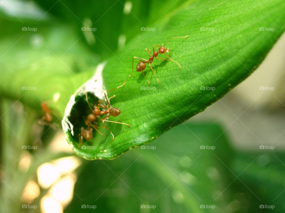 The ants on the leaf