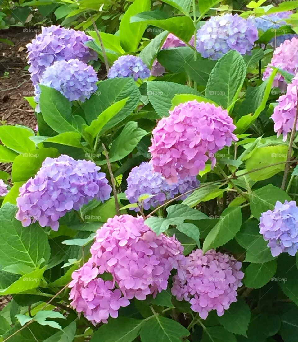 Hydrangea pastels