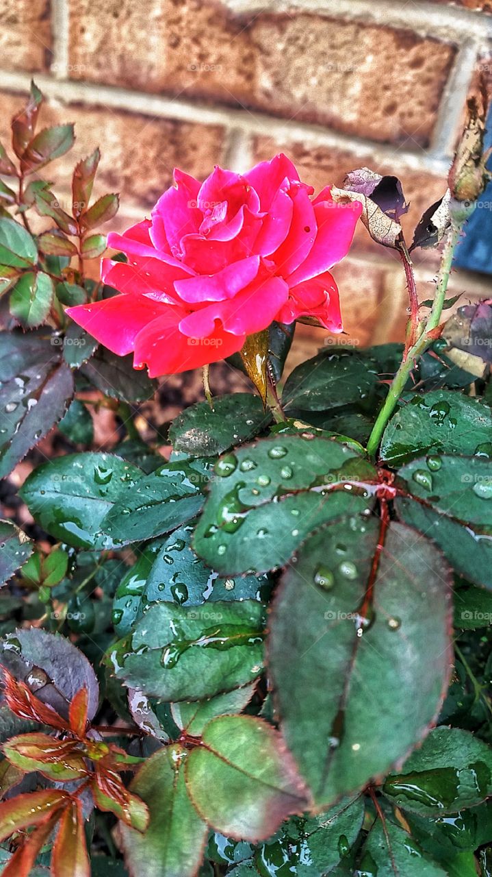 Mini Rose Garden