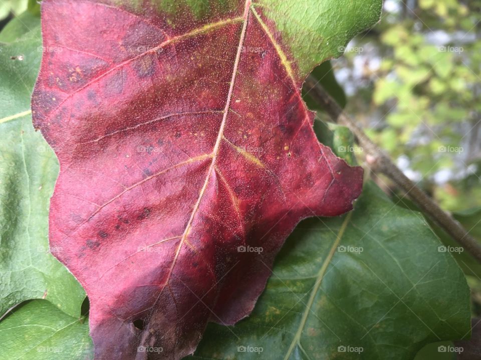 Falltime scenery in Connecticut