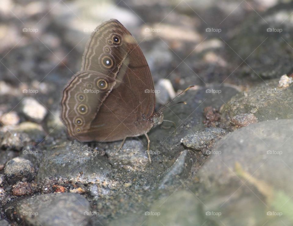 Himalayan common Brushbrown. Captured for mineral (puddling) at the wet side of the yard. The species's captured not far from the river .
