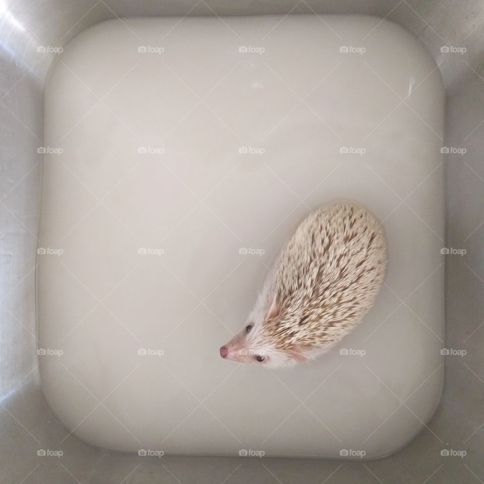 Hedgehog Bath