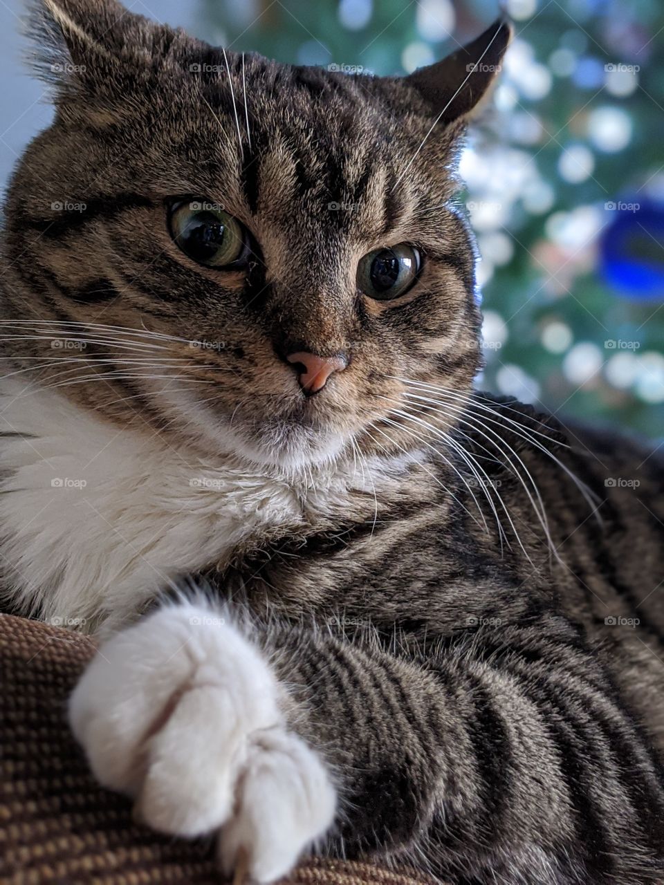 Cat, Cute, Fur, Whisker, Eye