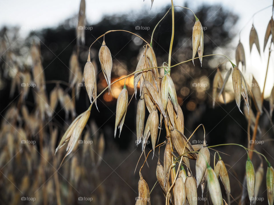 Oat in the field. 