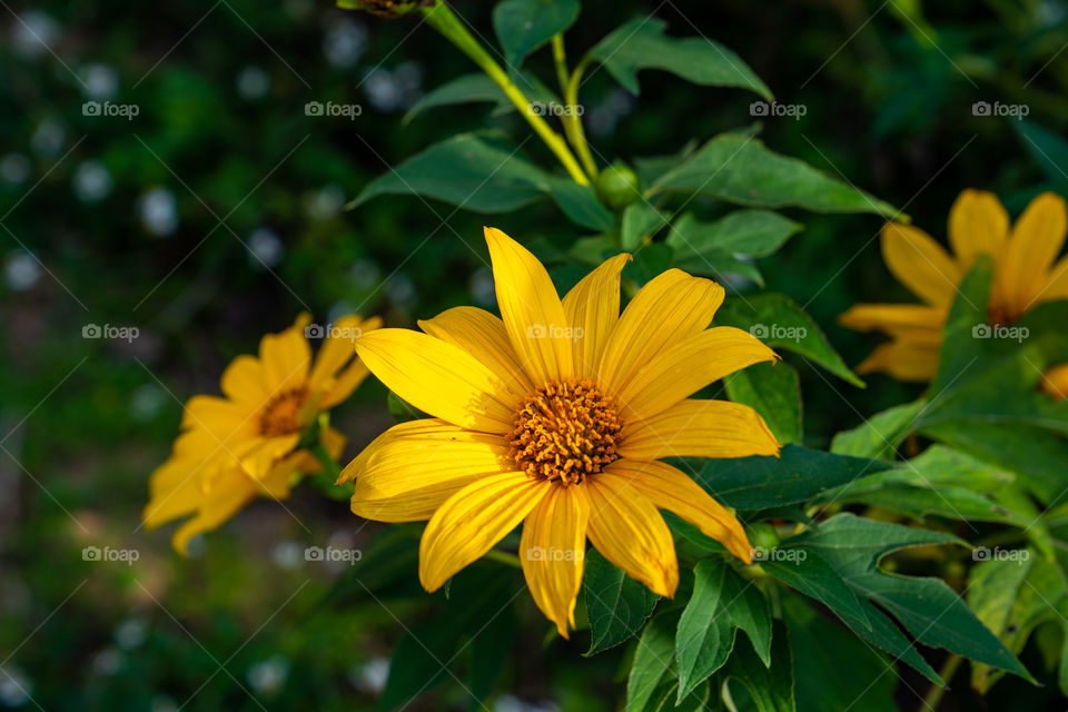 Mexican sunflower weed (Tithonia diversifolia)