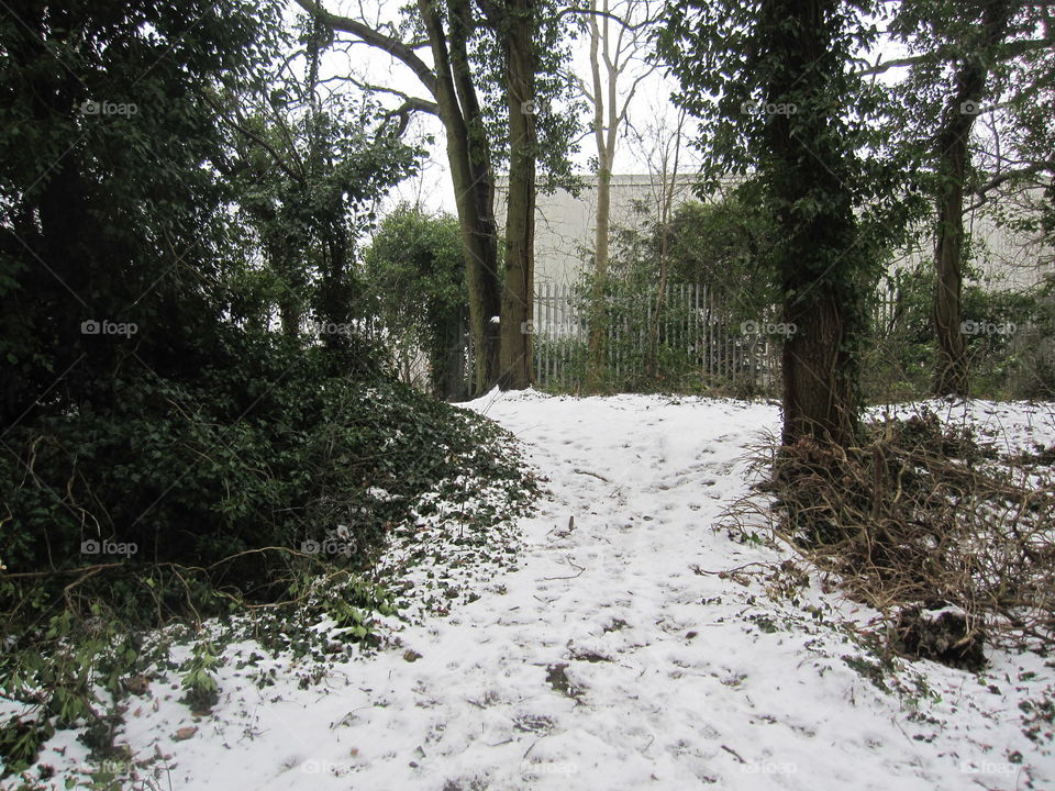 Snowy Path