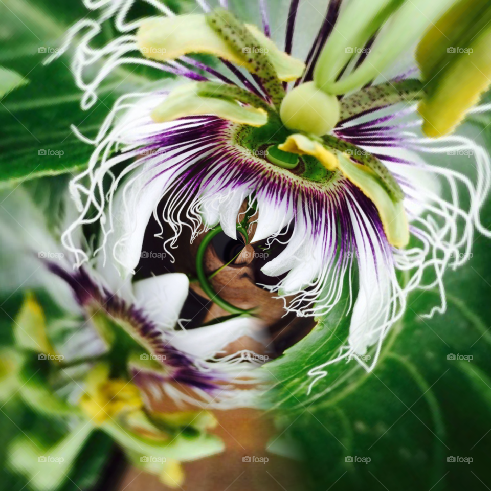 Passion fruit in bloom