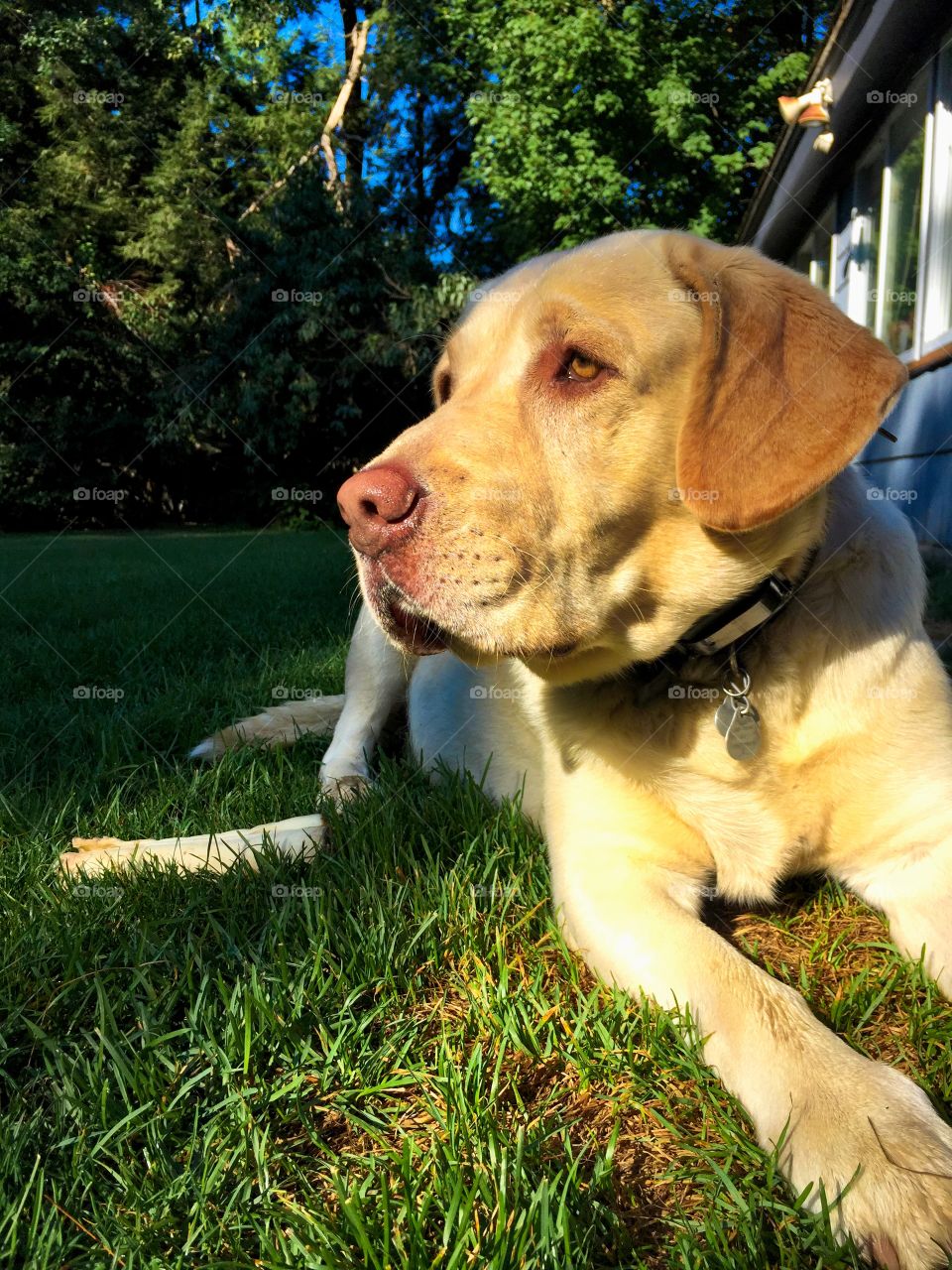 Yellow Labrador Retriever 