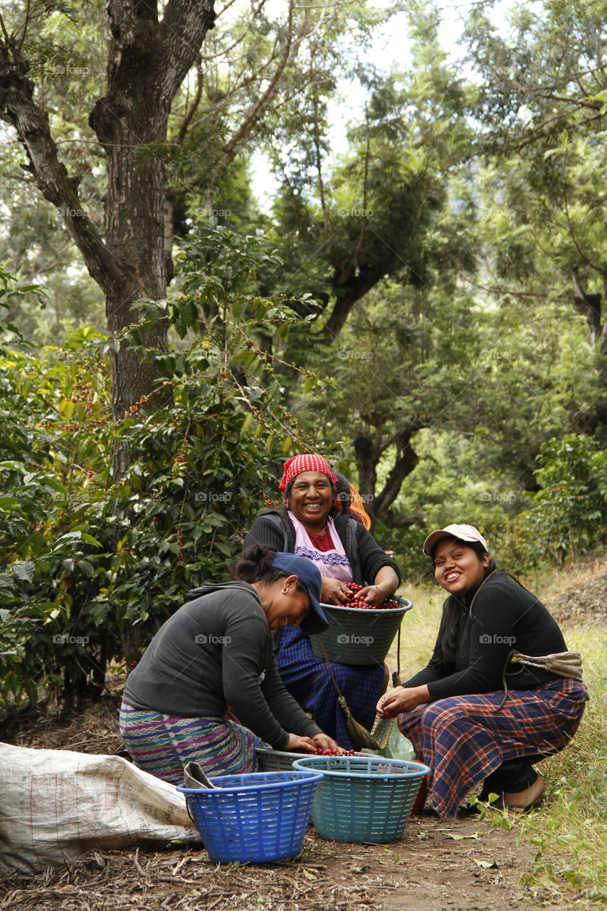 Women, Coffee, Farm, Guatemala