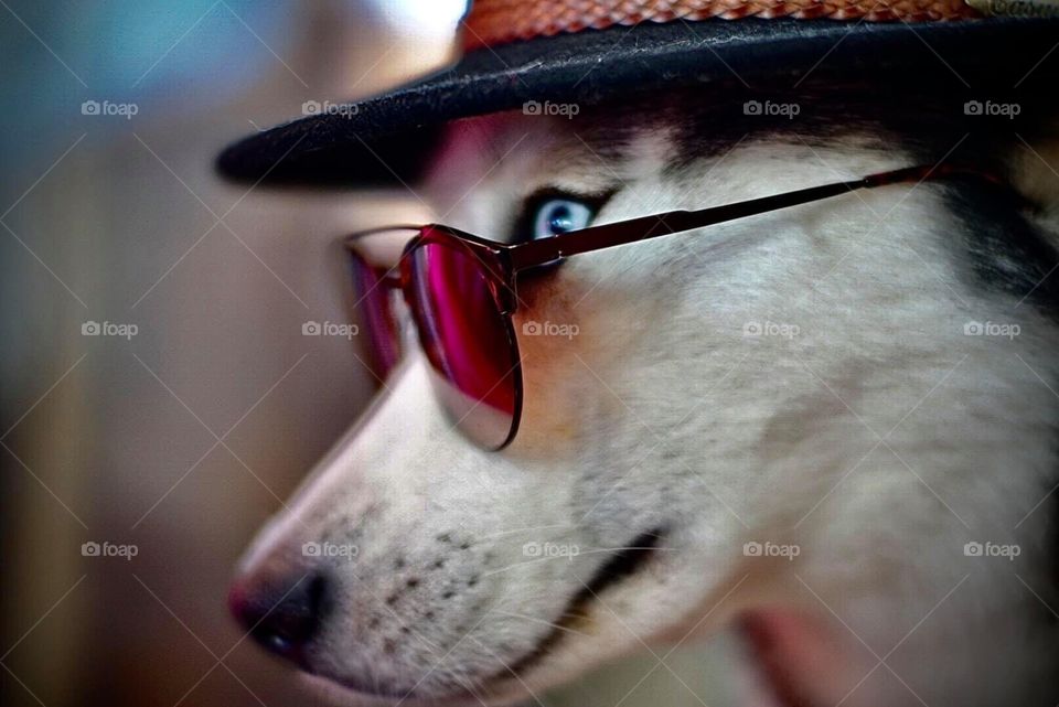 Cool dog 