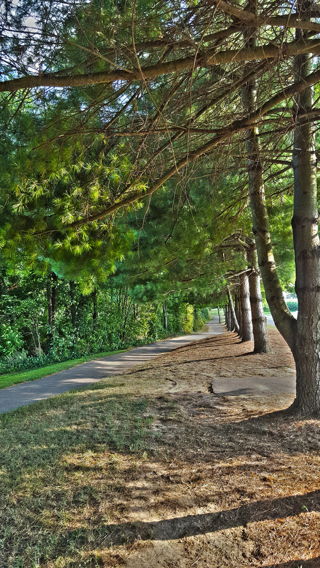 footpath through forest. local park provides footpaths through dense forests of pines