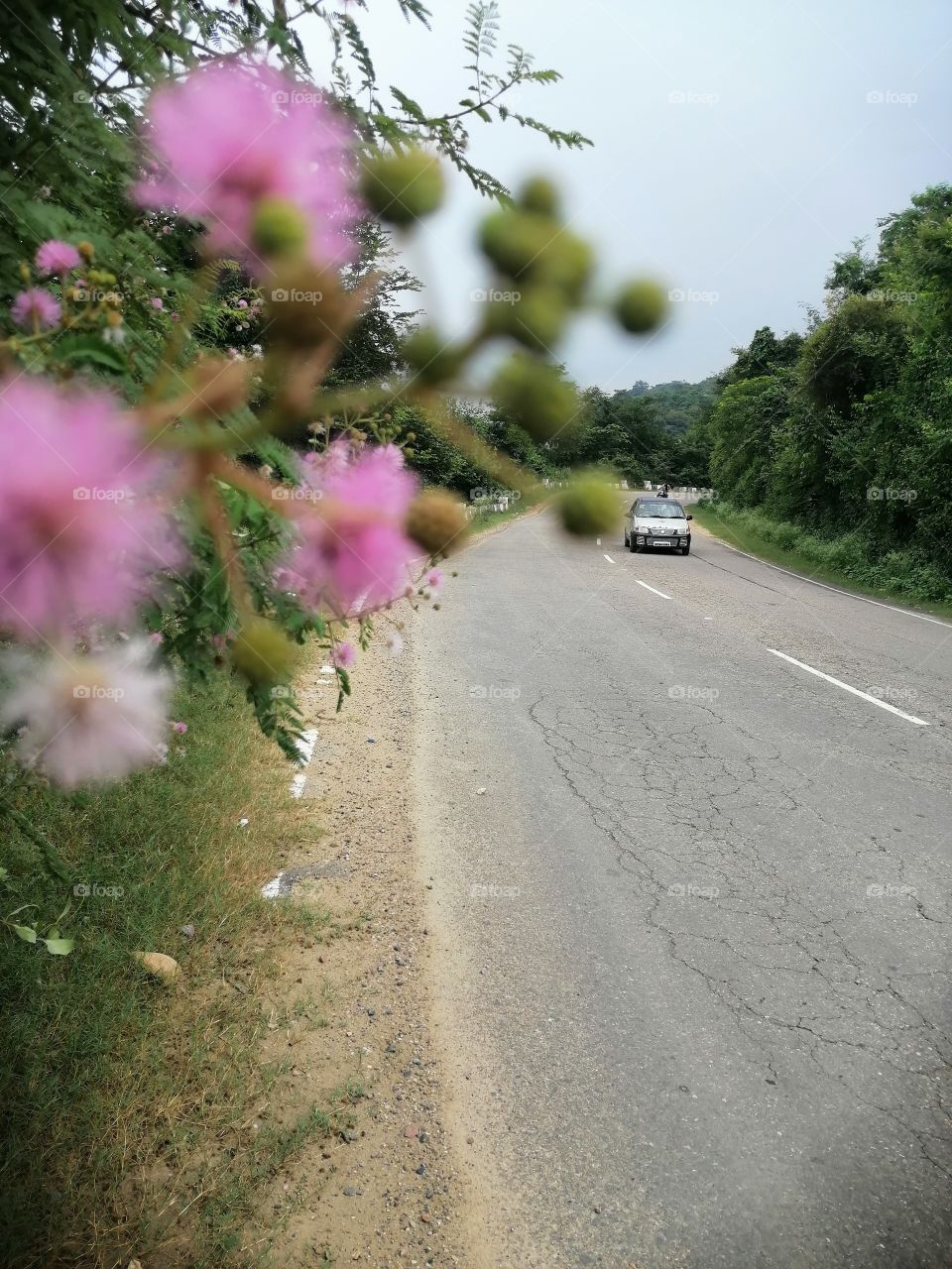 A car ride on the wheel. Beautiful Frame is formed with nature.