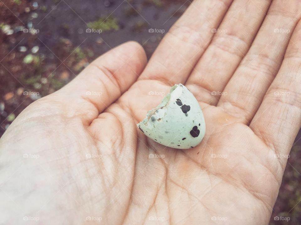 Spring has come! Little birdies leaving behind their hatchings. 