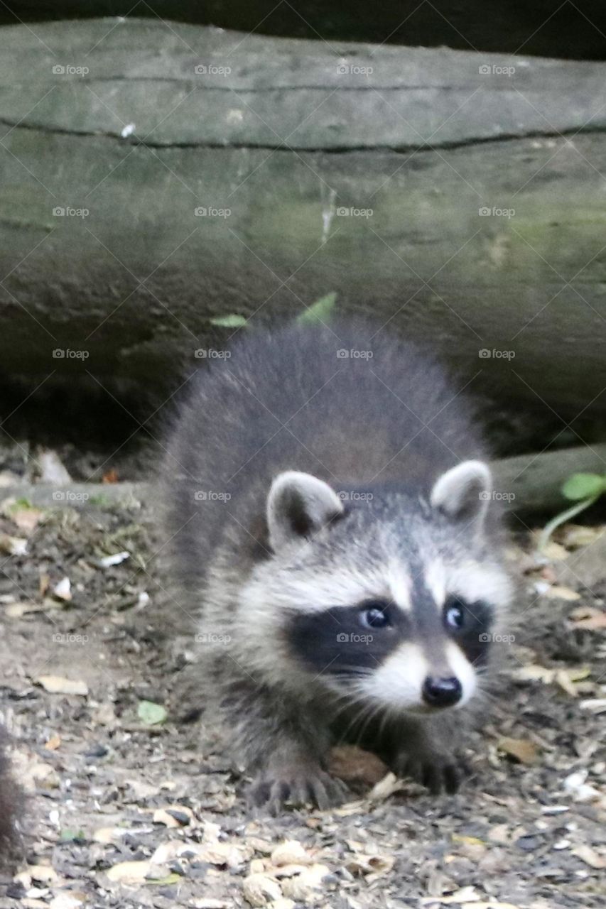 Shy baby raccoon