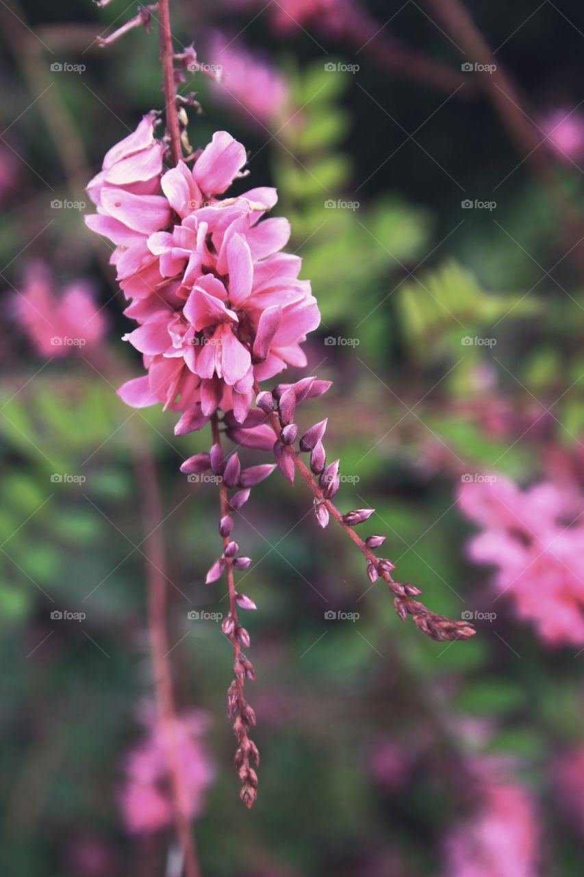 Indigofera tinctoria Pink flowers 