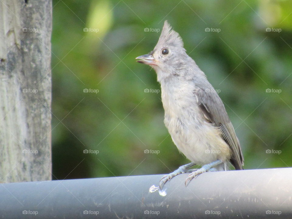 Fledgling Titmouse
