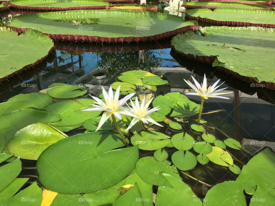 Water lily amazon 