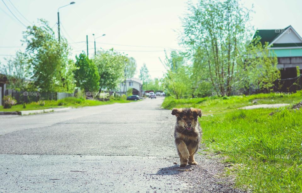 Running puppy