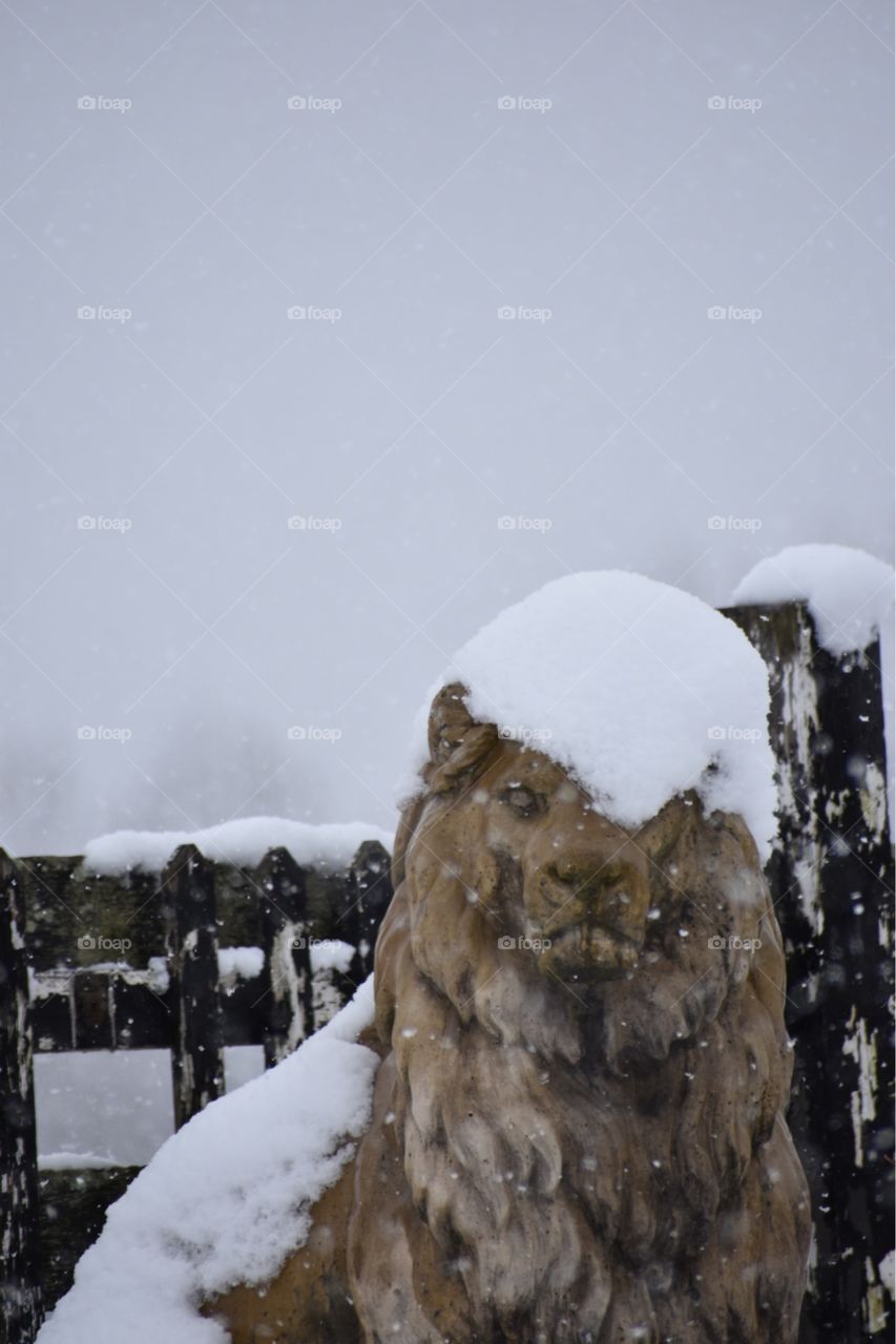 Snow covered lion statue at the gate