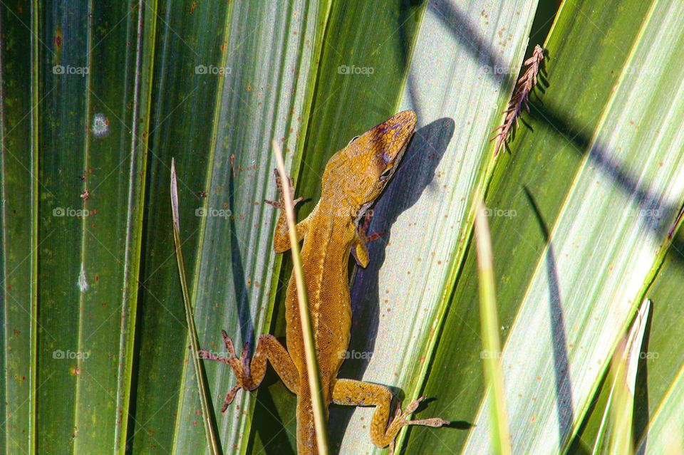 Blending in to stand out 