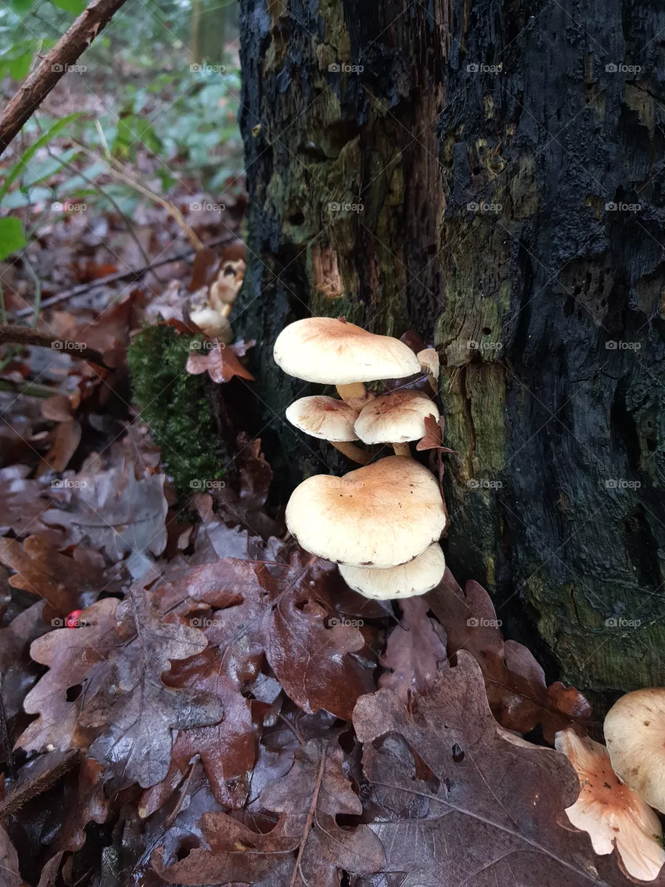 Pilze am Baumstamm